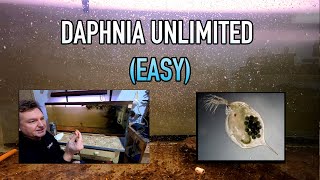 How I Raise Daphnia Water Fleas And You Can Too [upl. by Assereht]