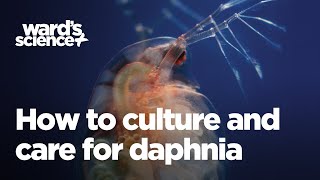 Caring and Culturing for Daphnia [upl. by Ephrayim6]