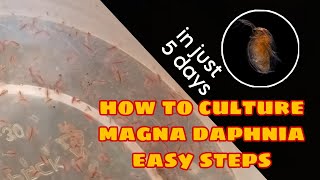 How to Culture Magna Daphnia Easily [upl. by Kelvin]