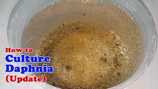 How to Culture Daphnia Update with ZERO Cost  Unlimited Live Food for Our Fish [upl. by Bang981]