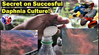 How to Culture Daphnia Successfully [upl. by Soelch]