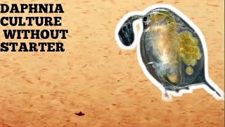 HOW TO CULTURE DAPHNIA NATURALLY WITHOUT A STARTER [upl. by Nnazus]