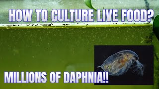 How to Culture Daphnia Secret Method to Breed MILLIONS  Simply Aquatic [upl. by Trilley]