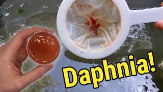 How I Culture Daphnia In Outdoor Tubs [upl. by Sharyl]