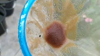 How to culture daphnia moina in a small container Part 1 English Subtitle [upl. by Eikciv]