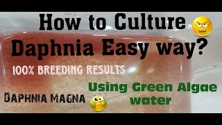 Daphnia MagnaHow to Culture Daphnia Easy wayCulturing Daphnia using Green water Daphnia [upl. by Nwahsyt411]