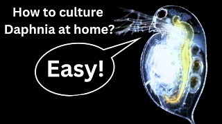 BEST Live Fish Food Beginner guide How to Culture Daphnia at home [upl. by Rauch]