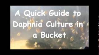 How to culture daphnia outside [upl. by Selestina]