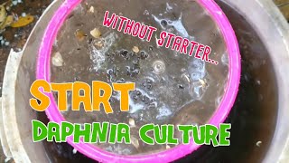 How to culture daphnia moina the easy way 1  Starting the Daphnia culture [upl. by Rammaj]