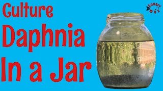 How to Culture Daphnia in a Jar [upl. by Nylavad]