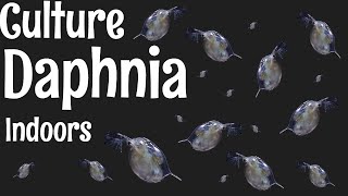 How to Culture Daphnia [upl. by Pascha]