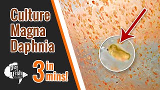 How to culture DAPHNIA MAGNA  The easy way [upl. by Airolg]