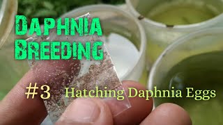 Daphnia Culture made simple and easy 3  Hatching Daphnia eggs [upl. by Quint74]