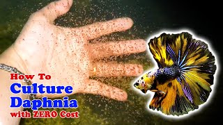 How to Culture Daphnia with ZERO Cost  Unlimited Live Food For Our Fish [upl. by Assirialc95]