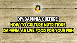 DIY Daphnia Culture How to Culture Nutritious Daphnia as Live Food for Your Fish [upl. by Yeliah]