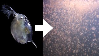 How I Culture Daphnia [upl. by Leander73]