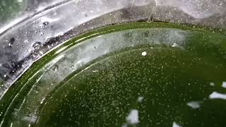 DAPHNIA MOINA CULTURE IN A SMALL BUCKET [upl. by Silirama685]