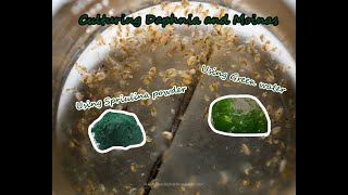 How To Culture Daphnia and Moinas using Green Water Spirulina powder [upl. by Juakn]