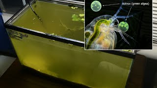 Raising Daphnia for the Freshwater Aquarium [upl. by Ellennahc]