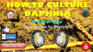 HOW TO CULTURE DAPHNIA In Easy Way [upl. by Kandace]